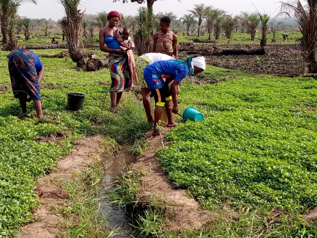 Agriculture à Aplahoué, vue 2