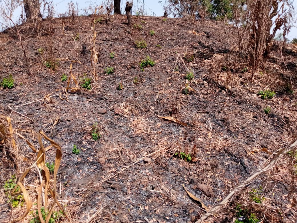 Forêt sacrée Ablamvé, vue 2
