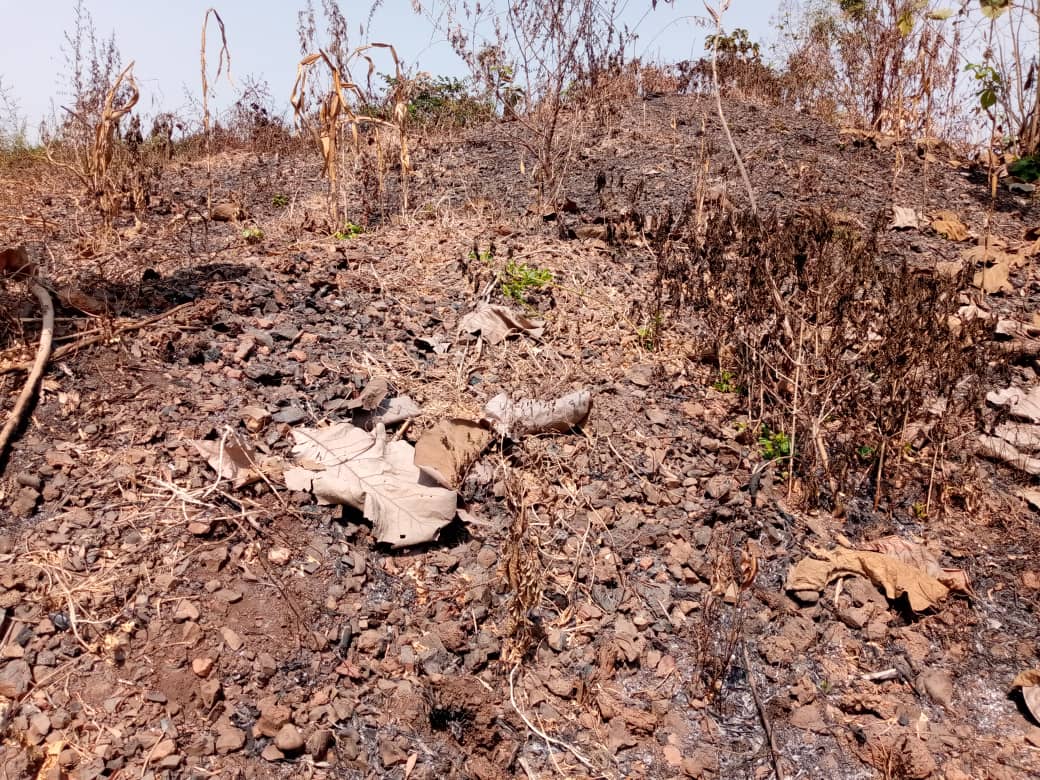 Forêt sacrée Ablamvé, vue 3