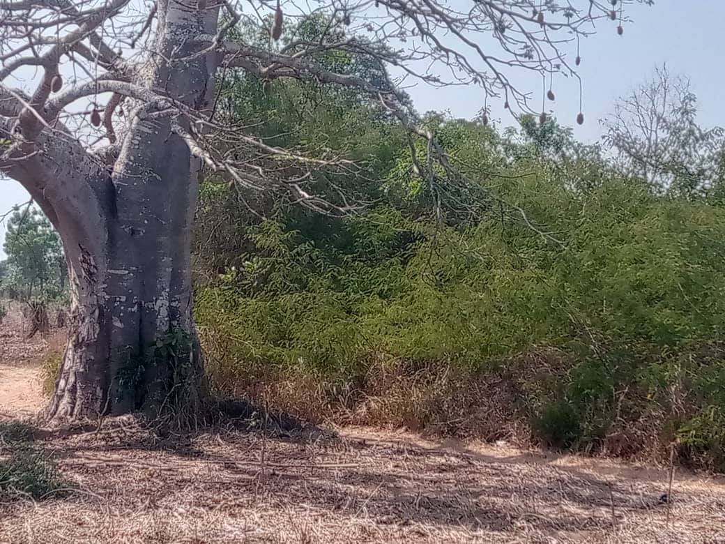 Forêt sacrée Yéhouévé, vue 4